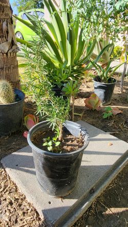 Rosemary Plant