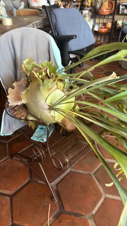 Staghorn fern plant