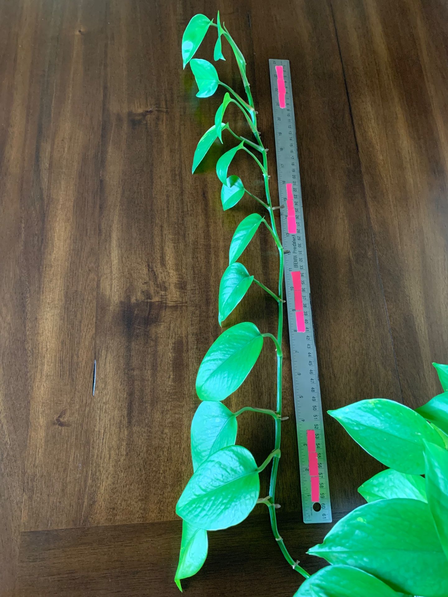 Pothos 2ft Cutting