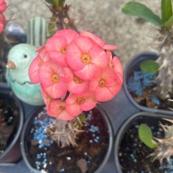10 Plantas Corona De Cristo $12 Cada Una 