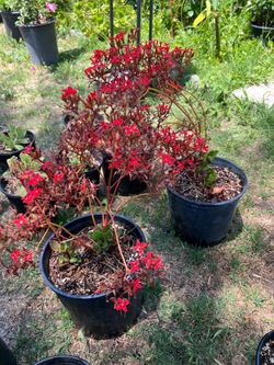 Plantas de Venta. Plants for sale.