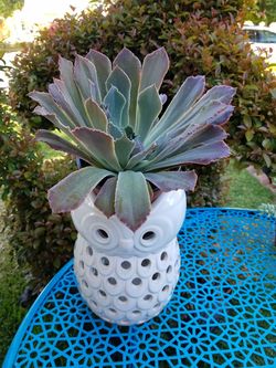 Ceramic owl succulent plant