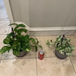 Pothos Plant 