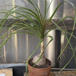 Planta De Pata De Elefante 