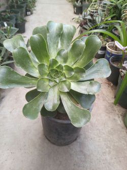 Large Aeonium Succulent in Pot