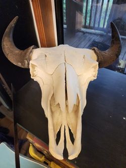 XL Bison Skull
