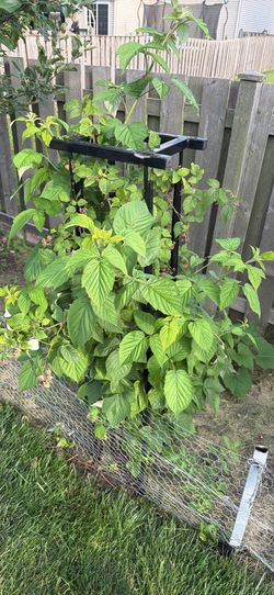 Red Raspberry