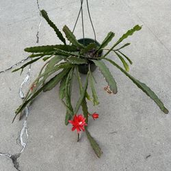 10” red epiphyllum 