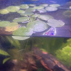 Shrimp Tank Decor Plant Amazon Frogbit