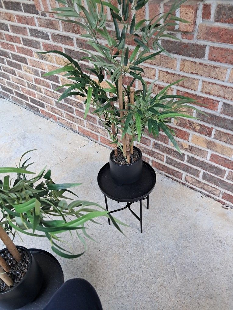 Three Bamboo Plants Plus 2 Plant Stands $30