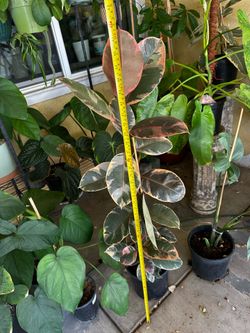 Rubber Tree Plants