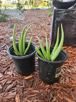 Aloe Vera Plant