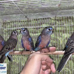 Bourke Parakeets for sale (Parrot)