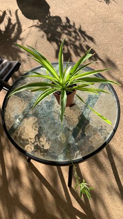 Spider Plant (Chlorophytum comosum), known for its thin, arching variegated leaves.