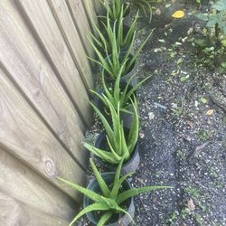 Succulents   Plans  Ángels   Plants  Coconut   Oregano  Star   Price   10  And 8  7  5 6 