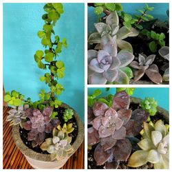 Succulent Varieties In Cement Pot