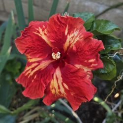 Tropical Chad Hibiscus Cutting