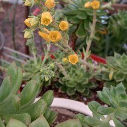 Echeveria Green Frog.