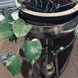 Plant ,pot And Holder