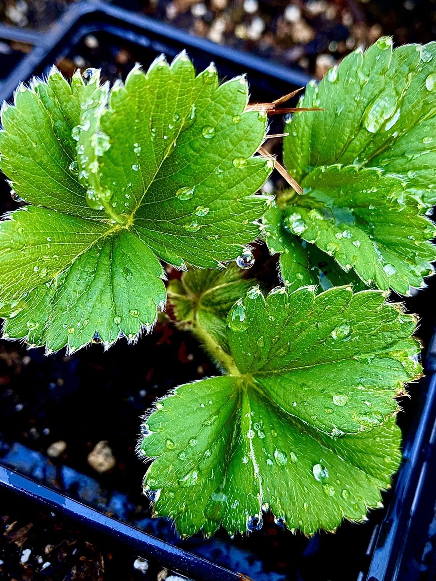 STRAWBERRY PLANTS ORGANIC 💯 ALBION EVERBEARING
