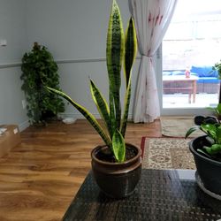 Sansevieria (Snake Plant / Mother-in-Law's Tongue)