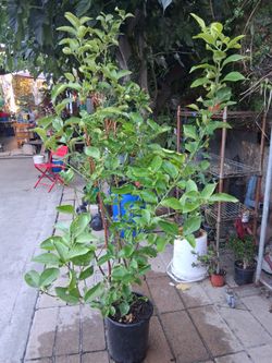 6ft MEYER LEMON TREE read decsription