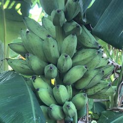 Bananas Trees For Sale 