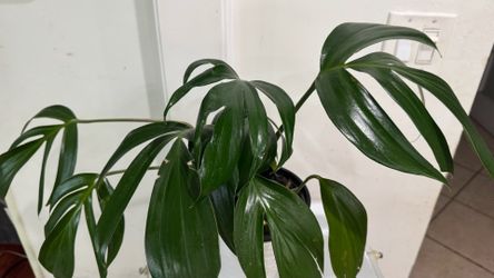 Raphidophora Decursiva