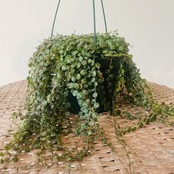 String Of Turtles Plants