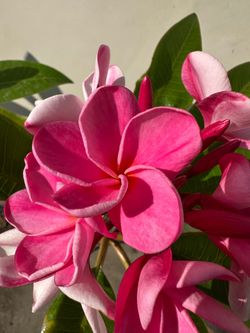 Blooming Plumeria Plant X4