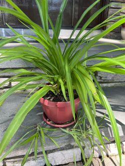 Spider Plant