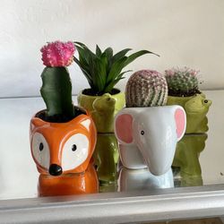 Live Plants in Ceramic Animal Planters