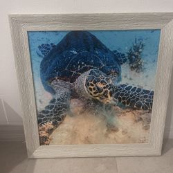 Turtle Artwork