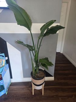 3 plants