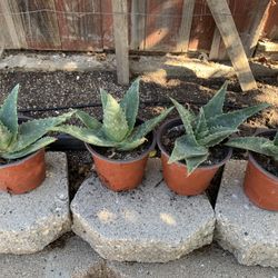 Aloe 
