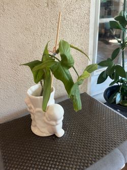 Planta