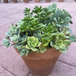 Homegrown Beautiful Succulents In Ceramic Pot