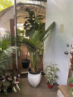 Premium**5ft White bird of paradise (12” pot) 4 big plants in the pot;ceramic pot not included;95820