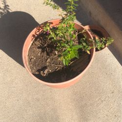 Fresh False Heather Plants 🪴