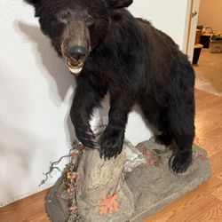 Bear Mount