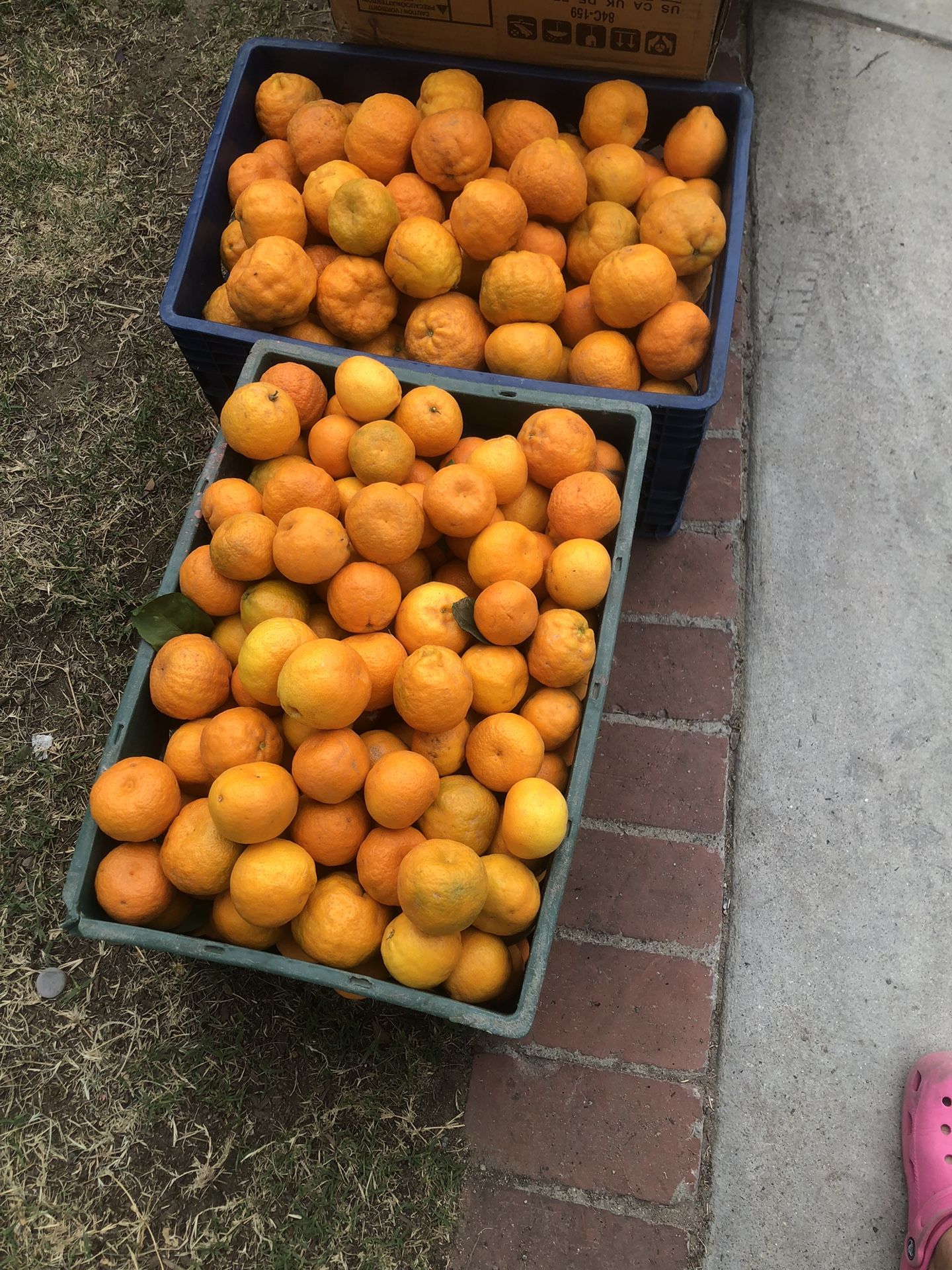 Mandarinas