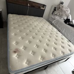 Free Queen Bed And BackBoard 