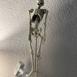 Skeleton, Cast Iron W Stand