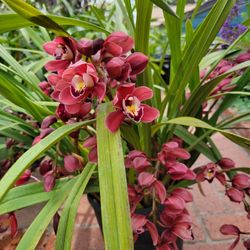 $12 each cutting flower orchid
