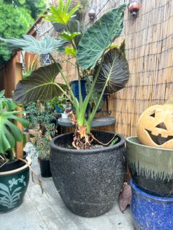 Large, Healthy Elephant Ear Plant / Alocasia Regal Shield – 3 Plants in 1!