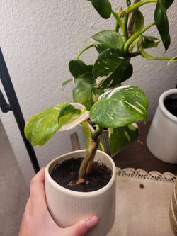 Philodendron White Variegation propagation houseplant