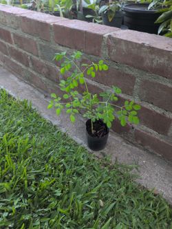 Moringa plant