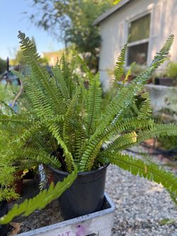 Furn green plants