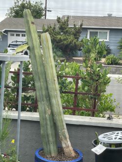 Cactus (pot NOT included)