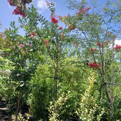 Crape Myrtle Trees🩷Pink Blooms🌳$200